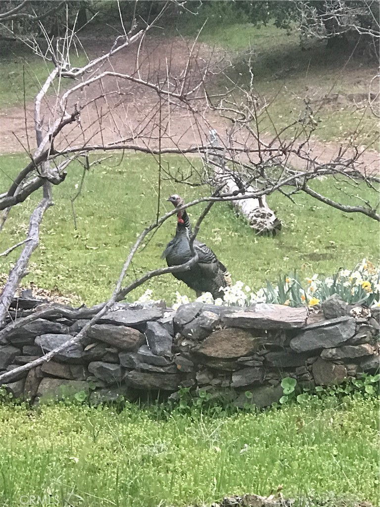 38088 Serpa Canyon Rd, Coarsegold, CA 93614