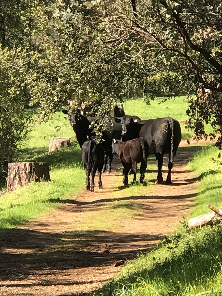 38088 Serpa Canyon Rd, Coarsegold, CA 93614