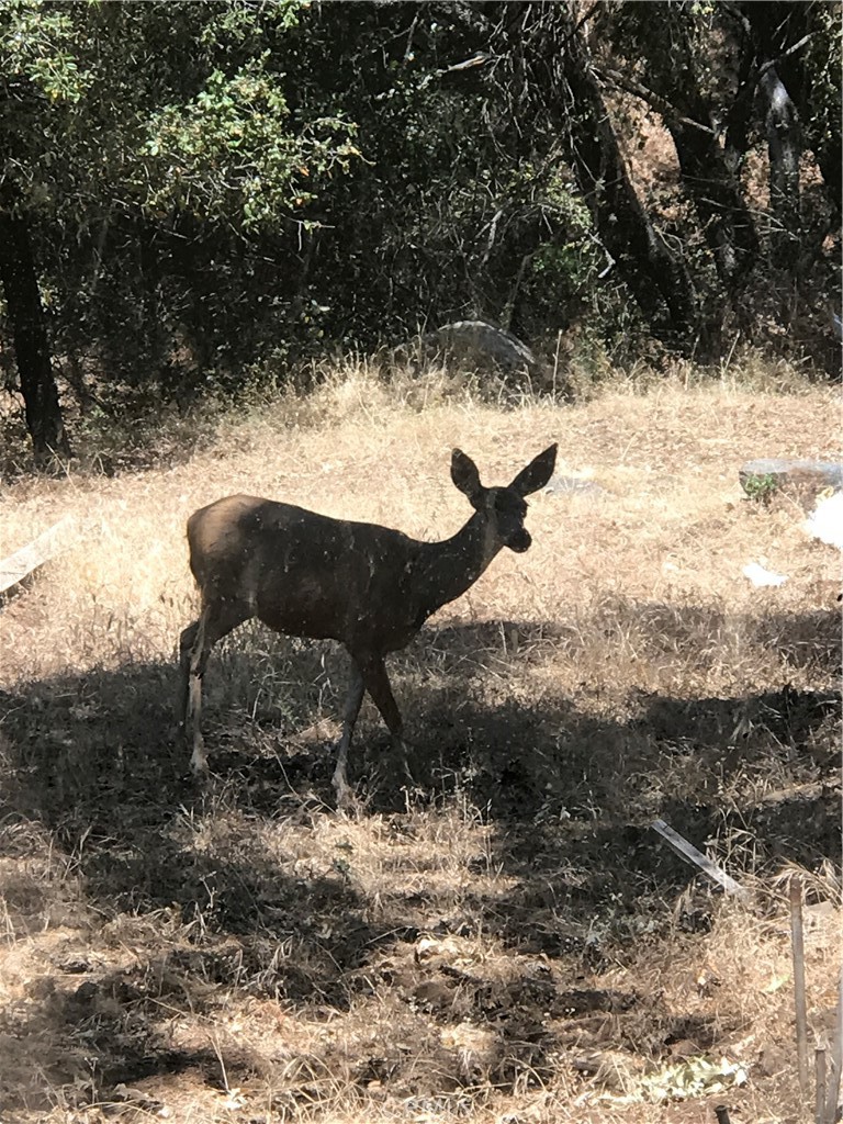 38088 Serpa Canyon Rd, Coarsegold, CA 93614