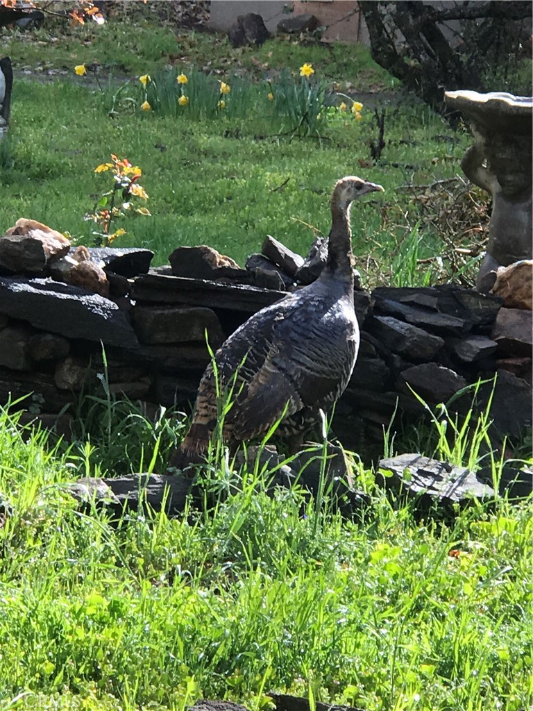 38088 Serpa Canyon Rd, Coarsegold, CA 93614