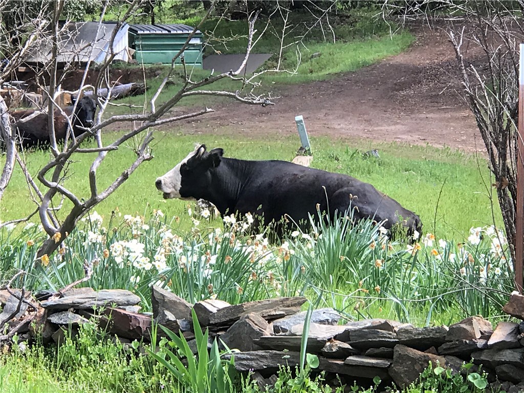 38088 Serpa Canyon Rd, Coarsegold, CA 93614