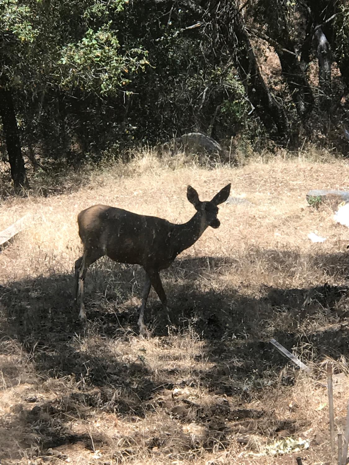 38088 Serpa Canyon Rd, Coarsegold, CA 93614