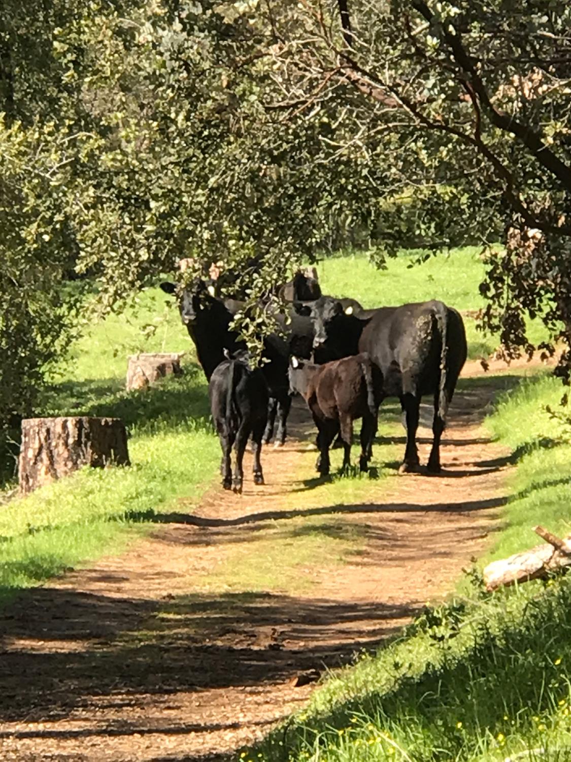 38088 Serpa Canyon Rd, Coarsegold, CA 93614