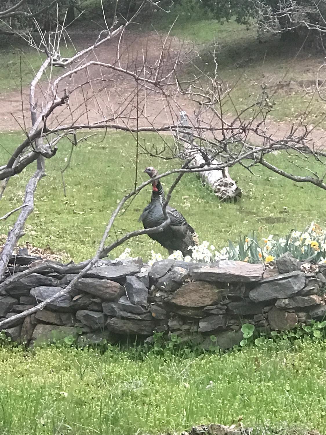 38088 Serpa Canyon Rd, Coarsegold, CA 93614