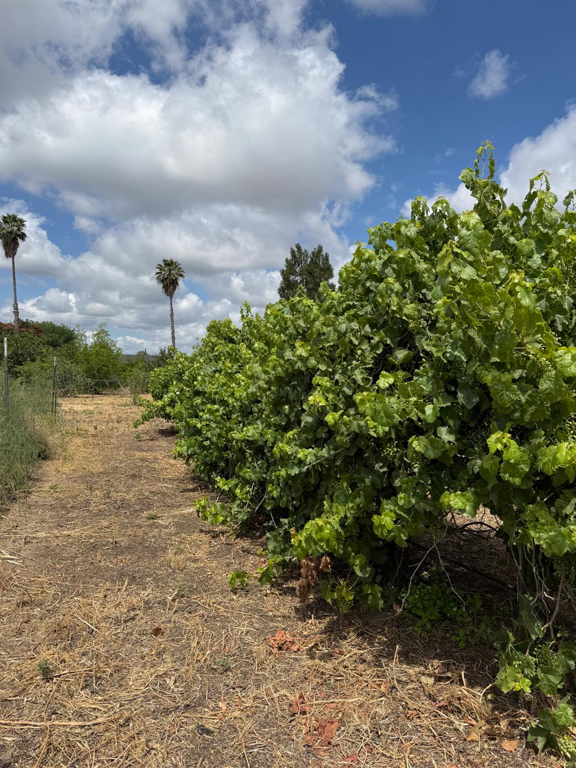 24437 Road 18 1/2, Chowchilla, CA 93610
